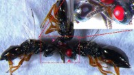 Red-eyed Nasonia vitripennis. Image credit: Li et al, doi: 10.1038/s41598-017-00990-3.