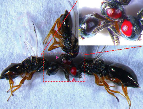 Red-eyed Nasonia vitripennis. Image credit: Li et al, doi: 10.1038/s41598-017-00990-3.