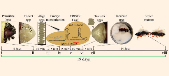 Schematic of Nasonia vitripennis embryo collection and CRISPR/Cas9 microinjections. Adult Nasonia vitripennis were mated for 4 days (i), then were supplied with a flesh fly host pupa, Sarcophaga bullata, for female parasitization for 45 minutes (ii). Embryos were then collected from the host (iii), aligned (iv), and injected with CRISPR/Cas9 components (v). Injected embryos were then gently placed back into the host (vi) for development (14 days) (vii), and when the adults emerged from the host they were subsequently screened for CRISPR/Cas9 induced mutations in target gene (viii). This entire procedure takes roughly 19 days to complete. Image credit: Li et al, doi: 10.1038/s41598-017-00990-3.