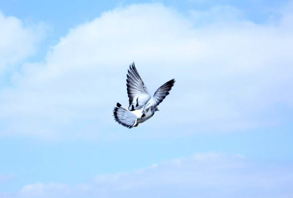 Single flying pigeon. Image credit: Takao Sasaki.