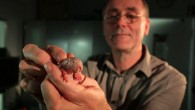 Prof. Gary Lewin holding a naked mole-rat (Heterocephalus glaber). Image credit: Roland Gockel, MDC.