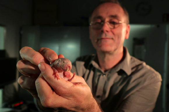 Prof. Gary Lewin holding a naked mole-rat (Heterocephalus glaber). Image credit: Roland Gockel, MDC.