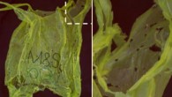 Polyethylene degradation by wax worms. Left: plastic bag after exposure to about 100 wax worms for 12 hours; Right: magnification of the area indicated in the image at left. Image credit: Bombelli et al, doi: 10.1016/j.cub.2017.02.060.