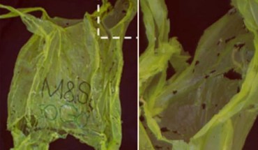 Polyethylene degradation by wax worms. Left: plastic bag after exposure to about 100 wax worms for 12 hours; Right: magnification of the area indicated in the image at left. Image credit: Bombelli et al, doi: 10.1016/j.cub.2017.02.060.