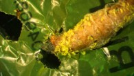 This image shows a wax worm chewing a hole through plastic; polyethylene debris can be seen attached to the caterpillar. Image credit: Federica Bertocchini / Paolo Bombelli / Chris Howe.