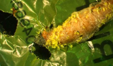 This image shows a wax worm chewing a hole through plastic; polyethylene debris can be seen attached to the caterpillar. Image credit: Federica Bertocchini / Paolo Bombelli / Chris Howe.