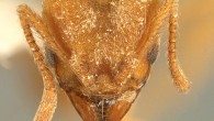 Sericomyrmex radioheadi, worker. Image credit: A. Ješovnik & T.R. Schultz, doi: 10.3897/zookeys.670.11839.