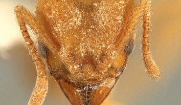 Sericomyrmex radioheadi, worker. Image credit: A. Ješovnik & T.R. Schultz, doi: 10.3897/zookeys.670.11839.