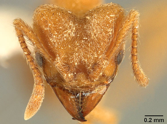 Sericomyrmex radioheadi, worker. Image credit: A. Ješovnik & T.R. Schultz, doi: 10.3897/zookeys.670.11839.