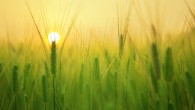 Barley (Hordeum vulgare). Image credit: Kang B.C.H.