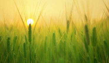 Barley (Hordeum vulgare). Image credit: Kang B.C.H.