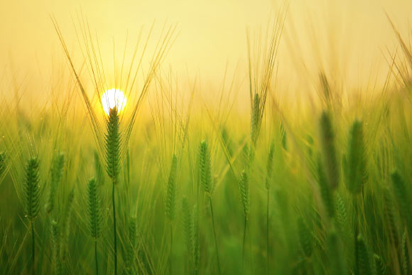 Barley (Hordeum vulgare). Image credit: Kang B.C.H.