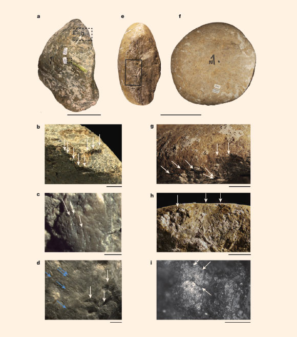 Stone tools from the Cerutti Mastodon site: (a-d) anvil; (a) upper surface; boxes indicate images magnified in b-d; dashed rectangle, magnified in b, small dashed square, magnified in c and solid square, magnified in d; (b) cortex removal and impact marks (arrows); (c) striations (arrows) on the highest upper cortical surface ridge; (d) striations (diagonal arrows) and impact marks with step terminations characteristic of hammer blows (vertical arrows). (e–i) hammerstone; (e) impact marks; the box indicates the magnified images in g and h; (f) upper smoothed surface; (g) deep cracks and impact scars (arrows); (h) impact scars from g, showing results of three discrete hammerstone blows on an anvil (arrows); the large flake scar (central arrow) has a clear point of impact with radiating fissures; the small scar (right arrow) has a negative impact cone and associated scars and fissures preserved beneath a layer of caliche; (i) striations (arrows) and abrasive polish on upper cortical surface (near black North arrow in f). Scale bars - 5 cm (a), 2 cm (b, g, h), 1 mm (c, i), 2 mm (d), 10 cm (e, f). Image credit: Holen et al, doi: 10.1038/nature22065.