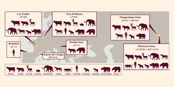 Ancient species detected in Late Pleistocene (LP) and Middle Pleistocene (MP) samples from seven sites: for each time period, the fraction of samples containing DNA fragments which could be assigned to a mammalian family and authenticated to be of ancient origin is indicated; the shaded symbols representing each family are not to scale. Image credit: Slon et al, doi: 10.1126/science.aam9695.