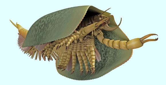Reconstruction of Tokummia katalepsis. Image credit: Lars Fields.