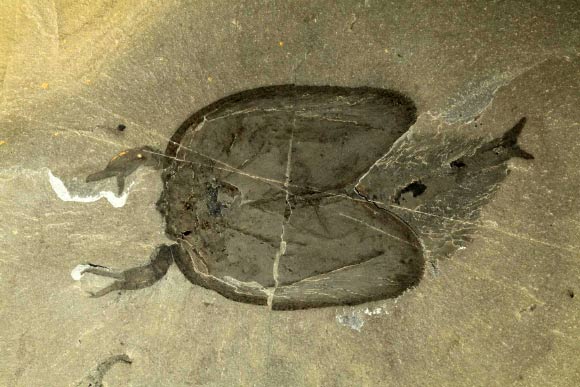 Dorso-ventrally preserved specimen of Tokummia katalepsis showing a pair of large pincers at the front preserved almost symmetrically; the anterior walking appendages are covered by the large carapace; posterior appendages visible on this specimen would have been used for occasional swimming and might have also had a respiratory function; the trunk ends in a furcate tailpiece. Image credit: Cedric Aria / Jean-Bernard Caron.
