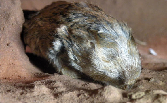 The Hanang mole-rat (Fukomys hanangensis). Image credit: Chris Faulkes.