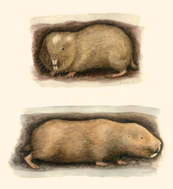 Artist’s impressions (drawn from specimens). Upper image: the Livingstone’s mole-rat (Fukomys livingstoni). Lower image: the Hanang mole-rat (Fukomys hanangensis). Image credit: Rebecca Gelernter, www.nearbirdstudios.com.