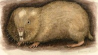 The Livingstone’s mole-rat (Fukomys livingstoni). Image credit: Rebecca Gelernter, www.nearbirdstudios.com.