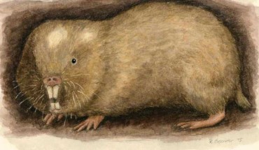 The Livingstone’s mole-rat (Fukomys livingstoni). Image credit: Rebecca Gelernter, www.nearbirdstudios.com.