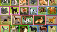 Representatives from each of the 23 clades of breeds. Breeds and clades are listed for each picture from left to right, top to bottom: (A) Akita/Asian spitz; (B) Shih tzu/Asian toy; (C) Icelandic sheepdog/Nordic spitz; (D) Miniature schnauzer/schnauzer; (E) Pomeranian/small spitz; (F) Brussels griffon/toy spitz; (G) Puli/Hungarian; (H) Standard poodle/poodle; (I) Chihuahua/American toy; (J) Rat terrier/American terrier; (K) Miniature pinscher/pinscher; (L) Irish terrier/terrier; (M) German shepherd dog/New World; (N) Saluki/Mediterranean; (O) Basset hound/scent hound; (P) American cocker spaniel/spaniel; (Q) Golden retriever/retriever; (R) German shorthaired pointer/pointer setter; (S) Briard/continental herder; (T) Shetland sheepdog/UK rural; (U) Rottweiler/drover; (V) Saint Bernard/alpine; (W) English mastiff/European mastiff. Image credit: Parker et al, doi: 10.1016/j.celrep.2017.03.079.