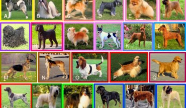 Representatives from each of the 23 clades of breeds. Breeds and clades are listed for each picture from left to right, top to bottom: (A) Akita/Asian spitz; (B) Shih tzu/Asian toy; (C) Icelandic sheepdog/Nordic spitz; (D) Miniature schnauzer/schnauzer; (E) Pomeranian/small spitz; (F) Brussels griffon/toy spitz; (G) Puli/Hungarian; (H) Standard poodle/poodle; (I) Chihuahua/American toy; (J) Rat terrier/American terrier; (K) Miniature pinscher/pinscher; (L) Irish terrier/terrier; (M) German shepherd dog/New World; (N) Saluki/Mediterranean; (O) Basset hound/scent hound; (P) American cocker spaniel/spaniel; (Q) Golden retriever/retriever; (R) German shorthaired pointer/pointer setter; (S) Briard/continental herder; (T) Shetland sheepdog/UK rural; (U) Rottweiler/drover; (V) Saint Bernard/alpine; (W) English mastiff/European mastiff. Image credit: Parker et al, doi: 10.1016/j.celrep.2017.03.079.