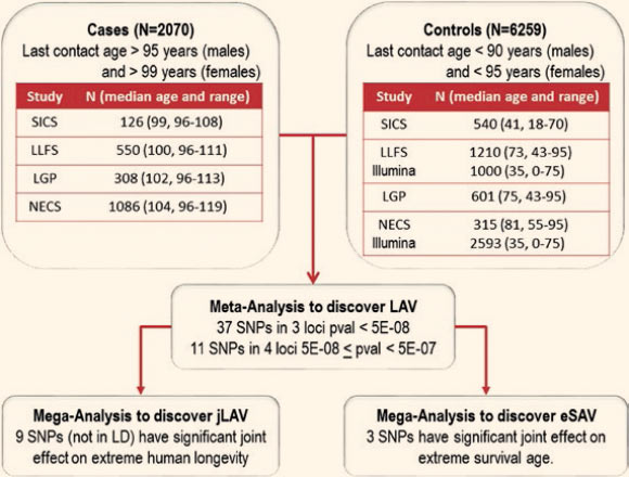Schematic of the analyses conducted to discover longevity associated variants (LAV), LAV with significant joint effect on extreme longevity (jLAV), and LAV with effects on extreme survival age (eSAV). The top panels include description of the four studies (SICS - Southern Italian Centenarian Study, LLFS - Long Life Family Study, LGP - Longevity Gene Project, NECS - New England Centenarian Study) and additional controls from the Illumina repository. Image credit: Sebastiani et al, doi: 10.1093/gerona/glx027.