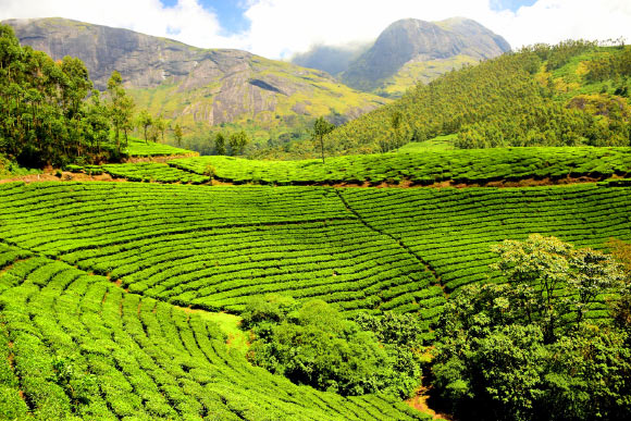 A tea tree plantation in Kerala, India. Image credit: Rajib Ghosh.