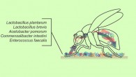 According to Leitao-Goncalves et al, gut bacteria control food choice and egg laying in Drosophila melanogaster. Image credit: Leitao-Goncalves et al, doi: 10.1371/journal.pbio.2000862.