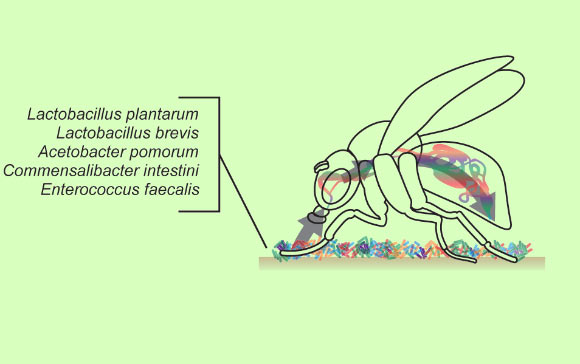 According to Leitao-Goncalves et al, gut bacteria control food choice and egg laying in Drosophila melanogaster. Image credit: Leitao-Goncalves et al, doi: 10.1371/journal.pbio.2000862.