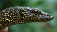 Varanus douarrha. Image credit: Valter Weijola.