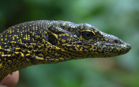 Varanus douarrha. Image credit: Valter Weijola.