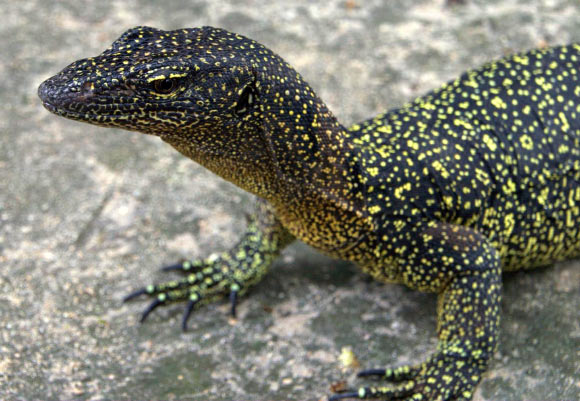 Varanus douarrha. Image credit: Valter Weijola.