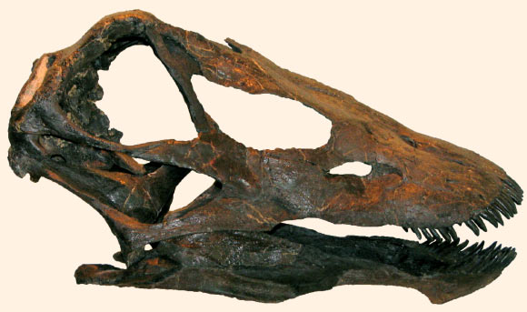 Skull of Galeamopus pabsti. Image credit: E. Tschopp / O. Mateus.