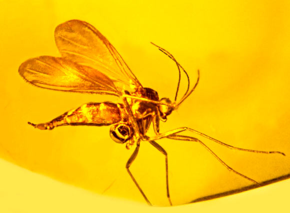 A fungus gnat trapped in Baltic amber some 45-55 million years ago is carrying on the upper portion of its severed leg a pollen sac from an orchid. Image credit: George Poinar, Jr.