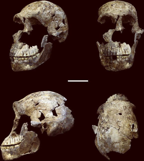 A Homo naledi skull, ‘Neo.’ Clockwise from upper left: three-quarter, frontal, superior and left lateral views. Scale bar - 5 cm. Image credit: Hawks et al, doi: 10.7554/eLife.24232.