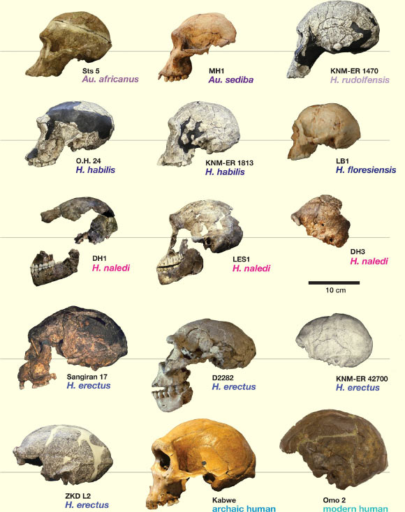 Comparison of Homo naledi skulls to skulls of other hominin species. Image credit: Hawks et al, doi: 10.7554/eLife.24232.