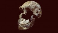 A Homo naledi skull, ‘Neo.’ Image credit: Hawks et al, doi: 10.7554/eLife.24232.