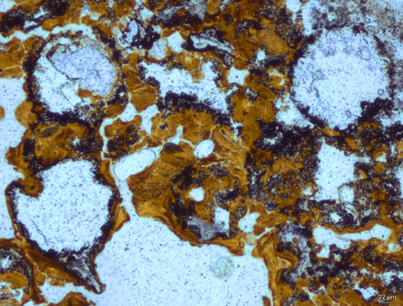 Spherical bubbles preserved in 3.48 billion-year-old hot spring deposits in the Dresser Formation provide evidence for early microbial life having lived on land. Image credit: University of New South Wales.