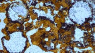 Spherical bubbles preserved in 3.48 billion-year-old hot spring deposits in the Dresser Formation provide evidence for early microbial life having lived on land. Image credit: University of New South Wales.