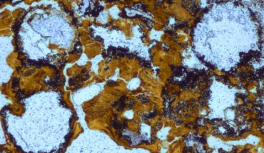 Spherical bubbles preserved in 3.48 billion-year-old hot spring deposits in the Dresser Formation provide evidence for early microbial life having lived on land. Image credit: University of New South Wales.