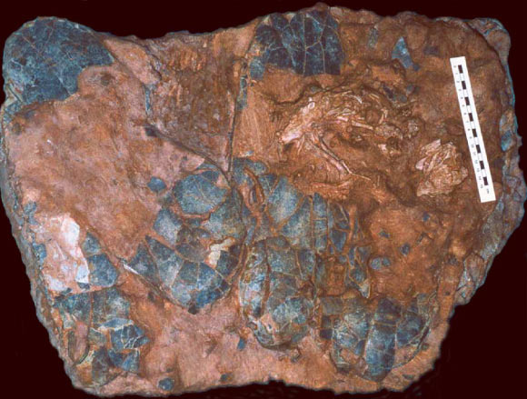 Photograph of eggs and skeleton of Beibeilong sinensis. Image credit: Pu et al, doi: 10.1038/ncomms14952.
