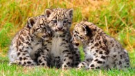 According to Janecka et al, the snow leopard (Panthera uncia) is actually three different subspecies. Image credit: Dingopup / The Cat Survival Trust / CC BY-SA 3.0.