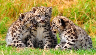 According to Janecka et al, the snow leopard (Panthera uncia) is actually three different subspecies. Image credit: Dingopup / The Cat Survival Trust / CC BY-SA 3.0.