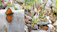 The Acentria’s fritillary (Melitaea acentria), female, Mt. Hermon (1,800 m), Israel, May 7, 2016. Image credit: V. Lukhtanov, doi: 10.3897/CompCytogen.v11i2.12370.
