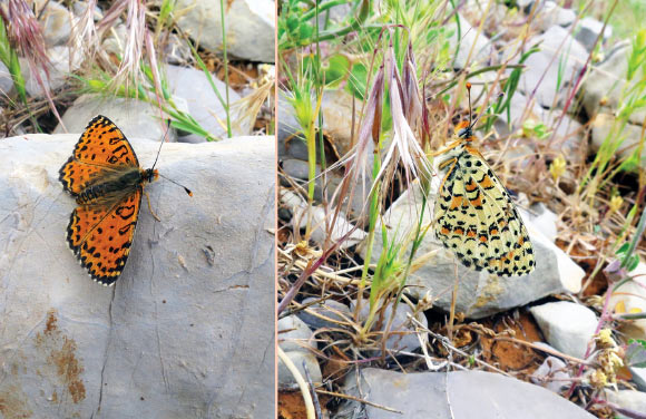 The Acentria’s fritillary (Melitaea acentria), female, Mt. Hermon (1,800 m), Israel, May 7, 2016. Image credit: V. Lukhtanov, doi: 10.3897/CompCytogen.v11i2.12370.