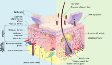 Layers of the skin. Image credit: M.Komorniczak / Madhero / CC BY-SA 3.0.