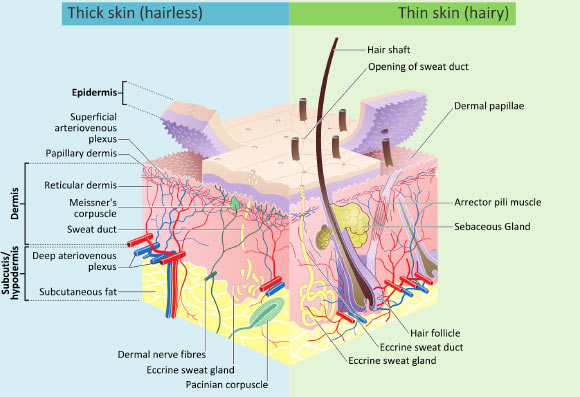 Layers of the skin. Image credit: M.Komorniczak / Madhero / CC BY-SA 3.0.