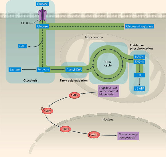 Metabolism in homeostatic chondrocytes: in healthy joints, chondrocytes utilize glucose as well as other metabolic fuels and sources of energy; glucose utilization via glycolysis and oxidative phosphorylation helps to maintain an optimal level of mitochondrial function and biogenesis; the metabolism of healthy chondrocytes is therefore optimized to maintain normal energy homeostasis via signaling through the AMPK–SIRT1–PGC1α pathway. AMPK - AMP-activated protein kinase; ETC - electron transport chain; GLUT1 - glucose transporter type 1; PGC1α - peroxisome proliferator-activated receptor γ co-activator 1α; ROS - reactive oxygen species; SIRT1 - NAD-dependent protein deacetylase sirtuin-1; TCA - tricarboxylic acid. Image credit: Mobasheri et al / Nature Reviews Rheumatology, doi: 10.1038/nrrheum.2017.50.