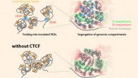 A study by Nora et al provides new insights into the rules governing human genome organization. Image credit: Nora et al, doi: 10.1016/j.cell.2017.05.004.